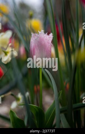 Schöne bunte Tulpen im Garten. Tulipa Huis ten bosch Stockfoto