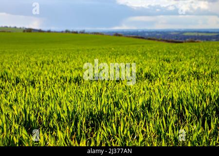 Feld von jungen Weizengras im Frühjahr (Baldock, Hertfordshire, Großbritannien) Stockfoto