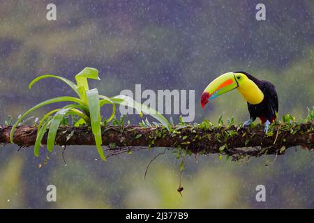 Kielschnabel-Toucan – im Regen Ramphastos sulfuratus Boco Tapada, Costa Rica BI034736 Stockfoto