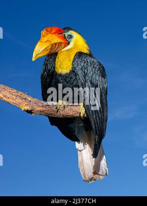 Faltiger Hornbill, Sunda faltiger Hornbill oder Aceros Corrugatus in einem Baum, der auf einem Ast sitzt Stockfoto