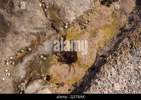 Schlampige Muscheln klebten auf einem Felsen Stockfoto