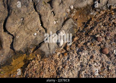 Schlampige Muscheln klebten auf einem Felsen Stockfoto