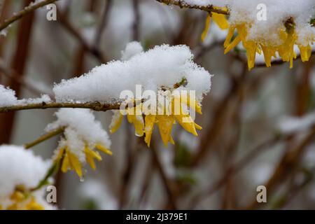 Gelbe Forsythia blüht mit Schnee bedeckt Stockfoto