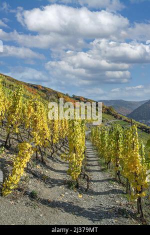 Wanderweg in Weinberg,Ahrtal,Rheinland-Pfalz,Deutschland Stockfoto