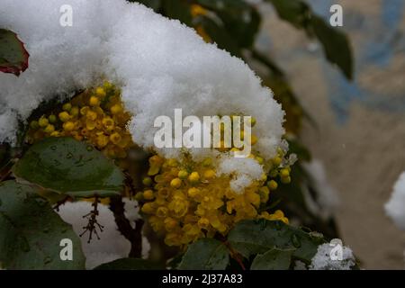 Nahaufnahme der gelben Mahonia-Blüten, die mit Schnee bedeckt sind Stockfoto