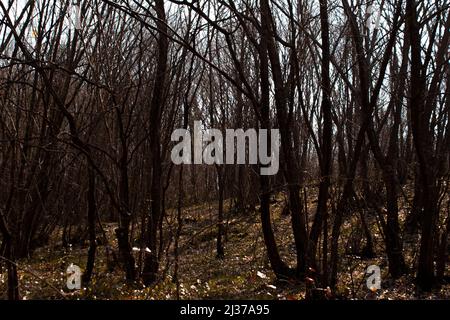 Waldweg mit Blättern am Boden, schlammige und felsige Straße in der Natur, Wandern im Herbst Stockfoto
