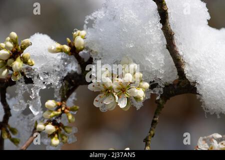 Blütenknospen eines mit Schnee und Eis bedeckten Schlehdornbusches Stockfoto