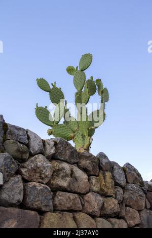 Kakteen Pflanzen auf einer Steinmauer in der Stadt Cusco. Stockfoto