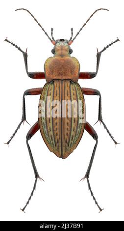 Bodenkäferart Carabus cancellatus subsp. Cancellatus, trivialer Name: Granulierter Karabid, weiblich. Stockfoto