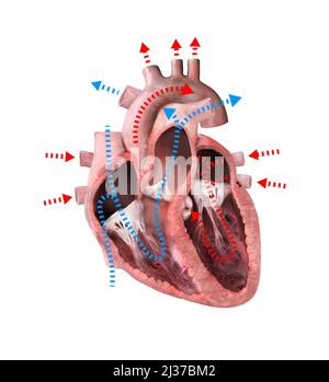 Anatomie des menschlichen Herzens. Lerndiagramm mit Blutfluss und Hauptteilen mit der Aufschrift 3D Render Stockfoto