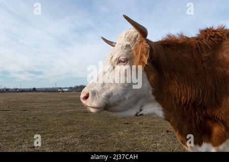 Nahaufnahme der Seitenansicht von Kühen, die auf Weiden im Freien gehen, von Hausrindern Stockfoto