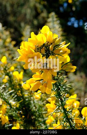 Nahaufnahme von leuchtend gelben Ginsterblüten Stockfoto