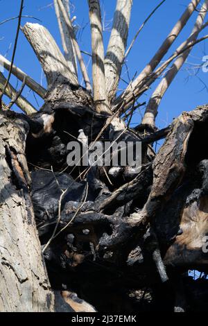 Abgestorbener Weidenbaum durch Verfall Stockfoto