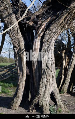 Abgestorbener Weidenbaum durch Verfall Stockfoto