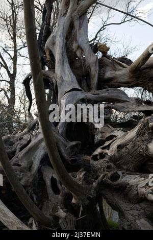 Abgestorbener Weidenbaum durch Verfall Stockfoto