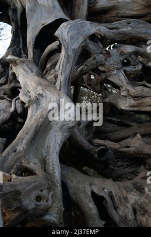 Abgestorbener Weidenbaum durch Verfall Stockfoto