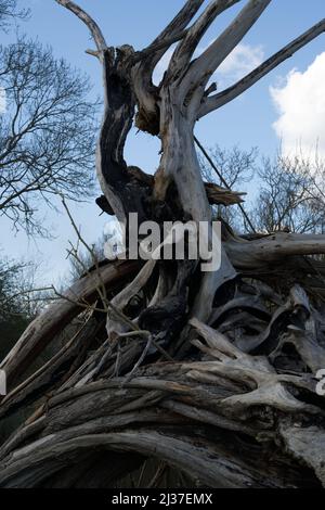 Abgestorbener Weidenbaum durch Verfall Stockfoto