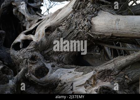 Abgestorbener Weidenbaum durch Verfall Stockfoto