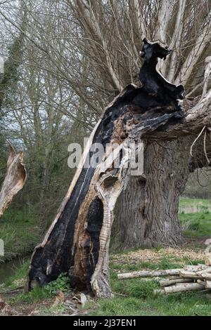 Abgestorbener Weidenbaum durch Verfall Stockfoto