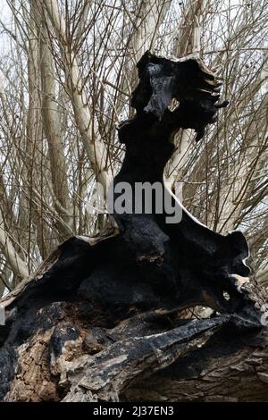 Abgestorbener Weidenbaum durch Verfall Stockfoto