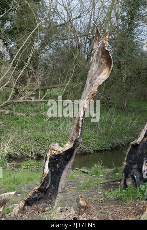 Abgestorbener Weidenbaum durch Verfall Stockfoto