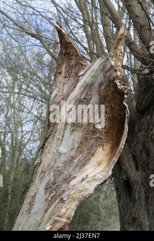 Abgestorbener Weidenbaum durch Verfall Stockfoto