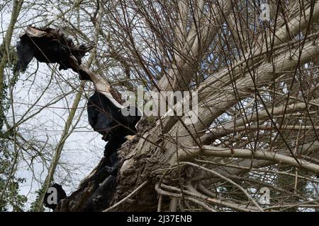 Abgestorbener Weidenbaum durch Verfall Stockfoto