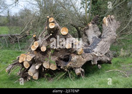 Der Weidenbaum wurde durch Verfall abgefallen und dann gefällt Stockfoto