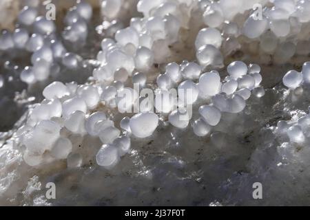 Runde Salzkristalle des Toten Meeres aus der Nähe in den Strahlen der Sonne. Israel Stockfoto