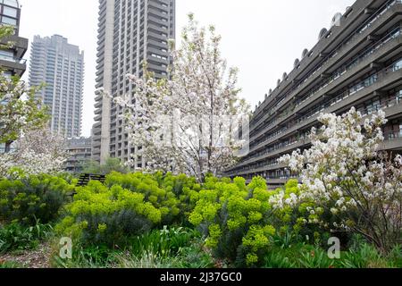 Die blühenden Kirschbäume von Ugorbia und Tibeter im Nigel Dunnet Beech Gardens Garden und Barbican Estate Apartments London England UK KATHY DEWITT Stockfoto