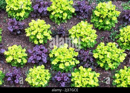 Heuchera Pflanzen in wechselnden Farben lila und leuchtend grün hinter St. Bartholomew die große Kirche Smithfield London UK KATHY DEWITT gepflanzt Stockfoto