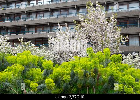 Die blühenden Kirschbäume der Eistelken und Tibeter in Nigel Dunnet Beech Gardens im Barbican Estate City of London EC2 England Großbritannien KATHY DEWITT Stockfoto