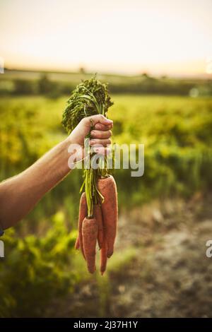 Vom Land leben. Nicht erkennbarer Schuss einer Hand, die einen Haufen Karotten mit grüner Vegetation im Hintergrund hält. Stockfoto