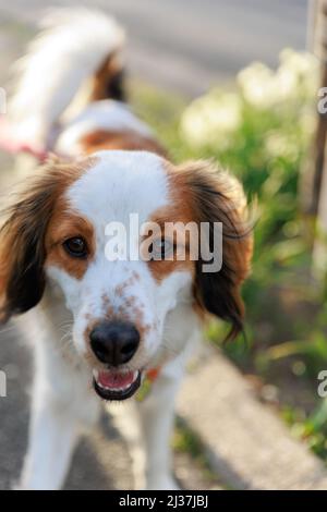 Nahaufnahme eines glücklichen reinrassigen Hundes kooiker, der zur Kamera geht. Stockfoto