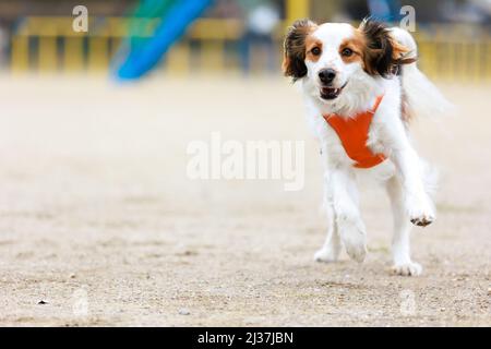 Fröhlicher reinrassiger Hund kooiker läuft auf die Kamera zu. Stockfoto