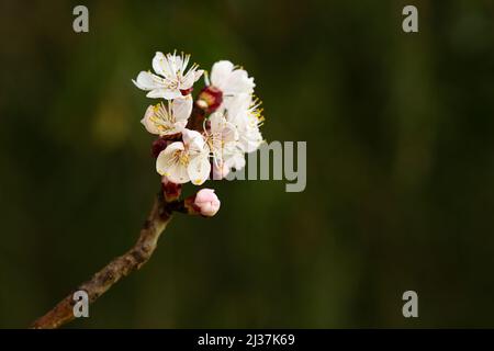 Weiße Blüten und rosa Knospen von Aprikosenbaum in selektivem Fokus. Aprikosenzweig blüht mit der Ankunft des Frühlings. Das Konzept des Frühlings. Stockfoto