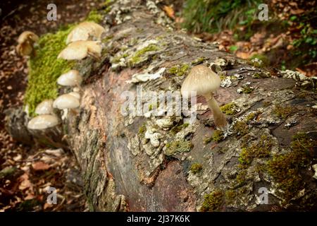 Saprophyte Oudemansiella Mucida, allgemein bekannt als Porzellanpilz auf Buche-Toten im Nebrodi Park, Sizilien Stockfoto