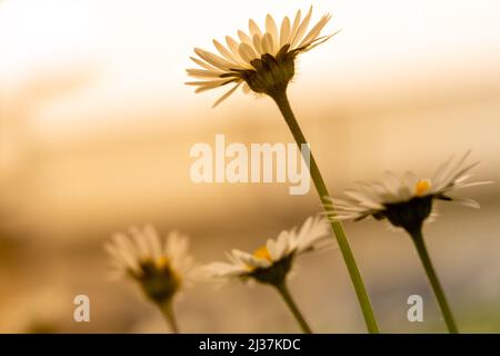 Selektiver Fokus wild Daisy Bottom View. Goldene Stunden bei Tageslicht Haufen von Gänseblümchen auf verschwommenem isoliertem Hintergrund. Stockfoto