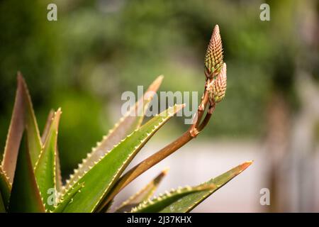 Aloe Vera Pflanze und Blume in einem Garten in selektivem Fokus. Stockfoto