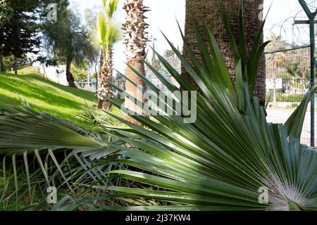 Beschnitzte Palmenzweige und große Blätter im selektiven Fokus. Beschnitt Palmen in einem Garten aus dem Fokus. Stockfoto