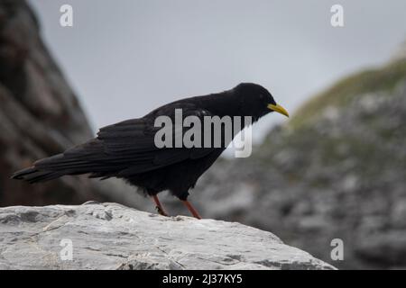 Aaskrähe mit einem gelben Schnabel steht neugierig auf einem Felsen und beobachtet Stockfoto