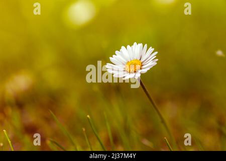 Beeindruckendes Hintergrundfoto der wilden Gänseblümchen-Blume. Selektiver Fokus von wilden Gänseblümchen bei Tageslicht in goldenen Stunden. Daisy-Tapete. Frühling, Naturkonzept. Stockfoto