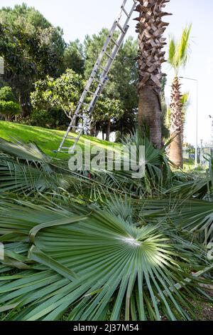 Zurückgesäumte Palmenzweige im selektiven Fokus. Palme und Metallleiter nicht im Fokus. Konzept des Frühlings, Gartenarbeit, Beschneiden, Erneuerung. Stockfoto