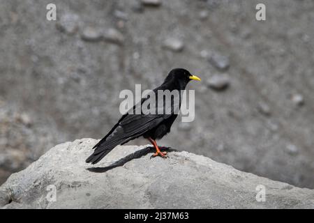 Aaskrähe mit einem gelben Schnabel steht neugierig auf einem Felsen und beobachtet Stockfoto