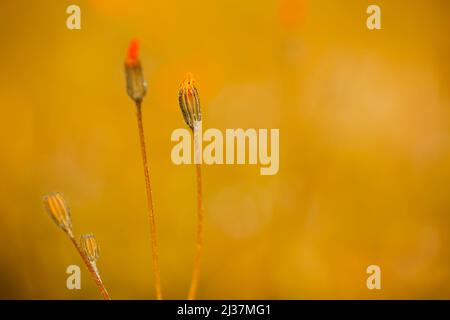 Selektiver Fokus der wilden Blume isoliert auf Sonnenuntergang oder Sonnenaufgang goldenen Stunden Farbtöne Hintergrund. Beeindruckendes Hintergrundbild einer orangefarbenen Wildblume. Stockfoto