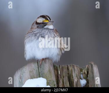 Ein weißkehliger Sperling, Zonotrichia albicollis, thront auf Holzbalken Stockfoto