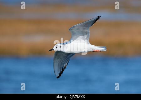 Die nicht brütende Möwe von Bonaparte, Chroicocephalus philadelphia, im Flug Stockfoto