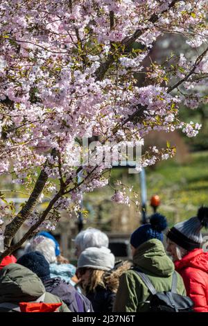 Besucher bewundern die Kirschblüte des Frühlings in den RHS Gardens, Wisley, Großbritannien Stockfoto