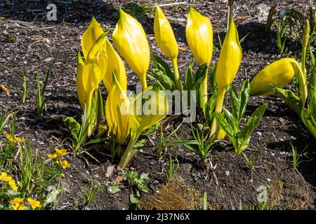 Lysichiton americanus, Skunk Cabbage oder Swamp Lantern, RHS Gardens, Wisley, Großbritannien Stockfoto