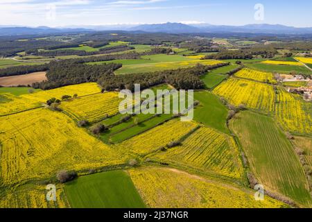 Kultiviertes Rapsöl-Plantagenfeld mit dron-Luftaufnahme Stockfoto